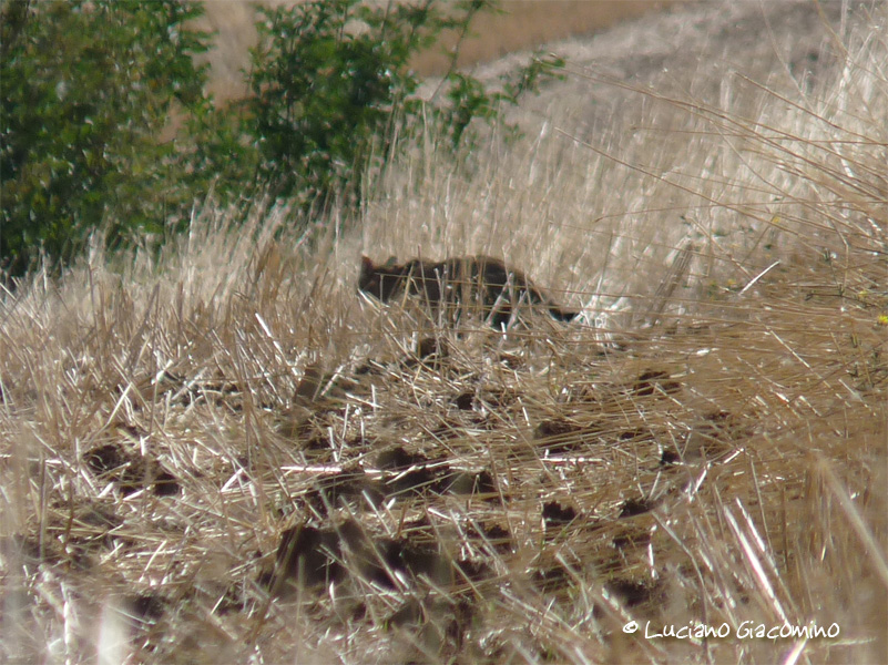 gatto selvatico